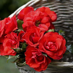 10 La Sevillana Roses - Bundle Price