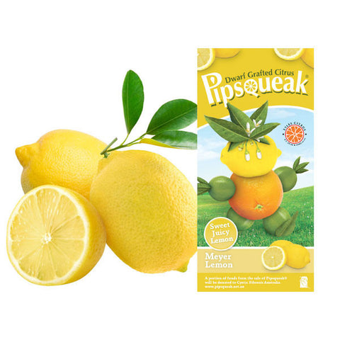 Pipsqueak Dwarf Grafted Citrus Meyer Lemon