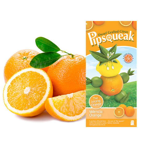 Pipsqueak Dwarf Grafted Citrus Valencia Orange