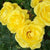 10 Roses Friesia - Bundle Pack