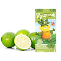 "Pipsqueak" Dwarf Grafted Citrus Kaffir Lime