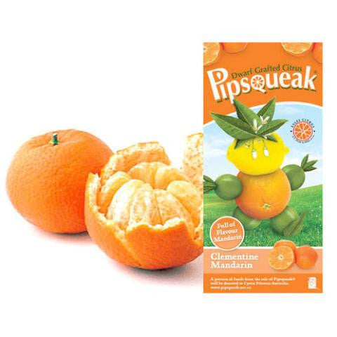 Pipsqueak Dwarf Grafted Citrus Clementine Mandarin