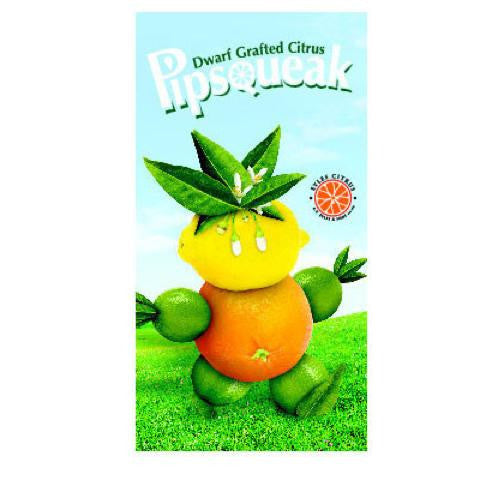 Pipsqueak Dwarf Grafted Citrus Imperial Mandarin