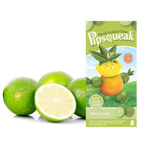 Pipsqueak Dwarf Grafted Citrus Tahiti Lime Test